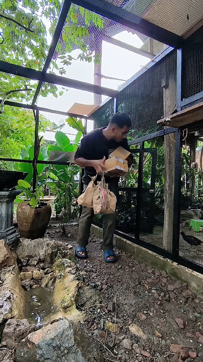 unboxing dan release burung 200 rb.     #pet #burung #aviary