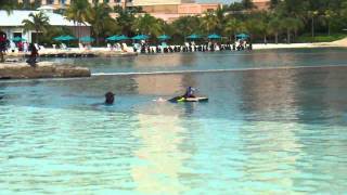 Dolphin Foot Push (Bahamas 2011)