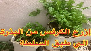 كيفية زراعة الكرفس بالمنزل من البذره الي طبق السلطه بالتفصيل How to plant celery