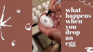 Eggstra Special |  #Shorts