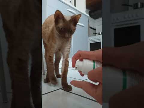 Vidéo: Que fait la lysine pour les chats ?