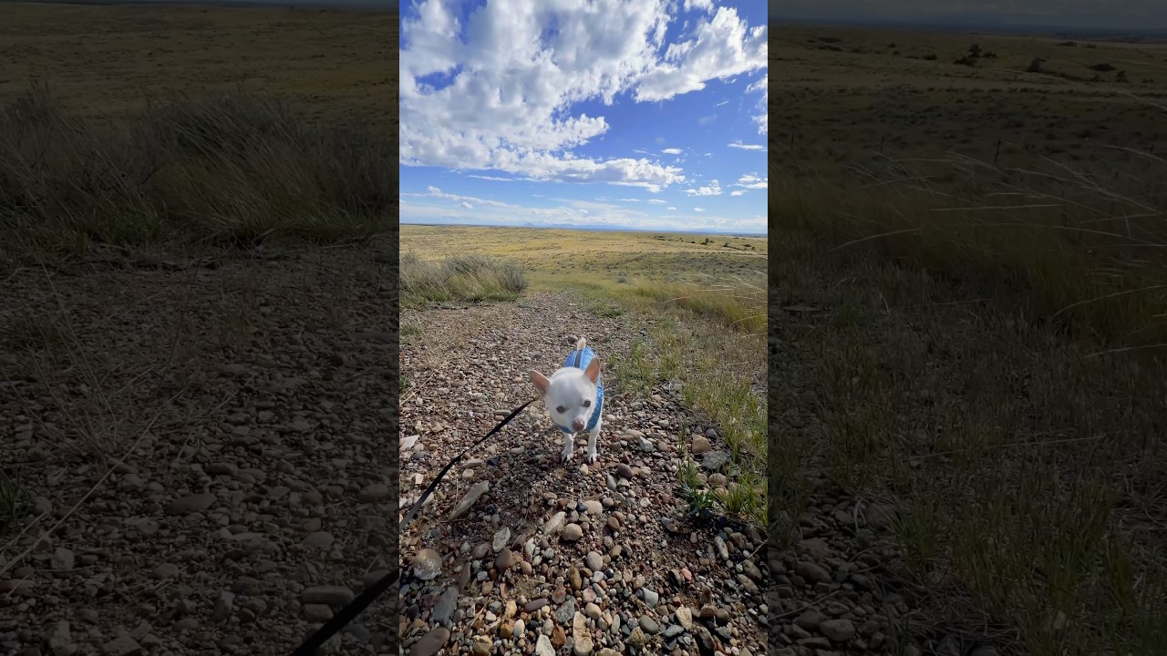 Tiny Chihuahua survives vast Prairie #chihuahua #Americanprairiereserve #hipcamp #montana #hosted