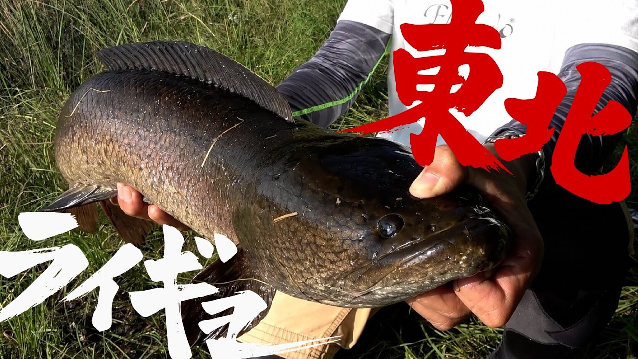 東北の野池でフロッグゲーム！ヒシモびっしり広大なエリアでライギョを