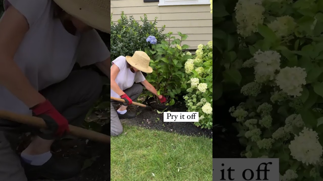 How To Divide A Hydrangea (yes, it's a thing!)