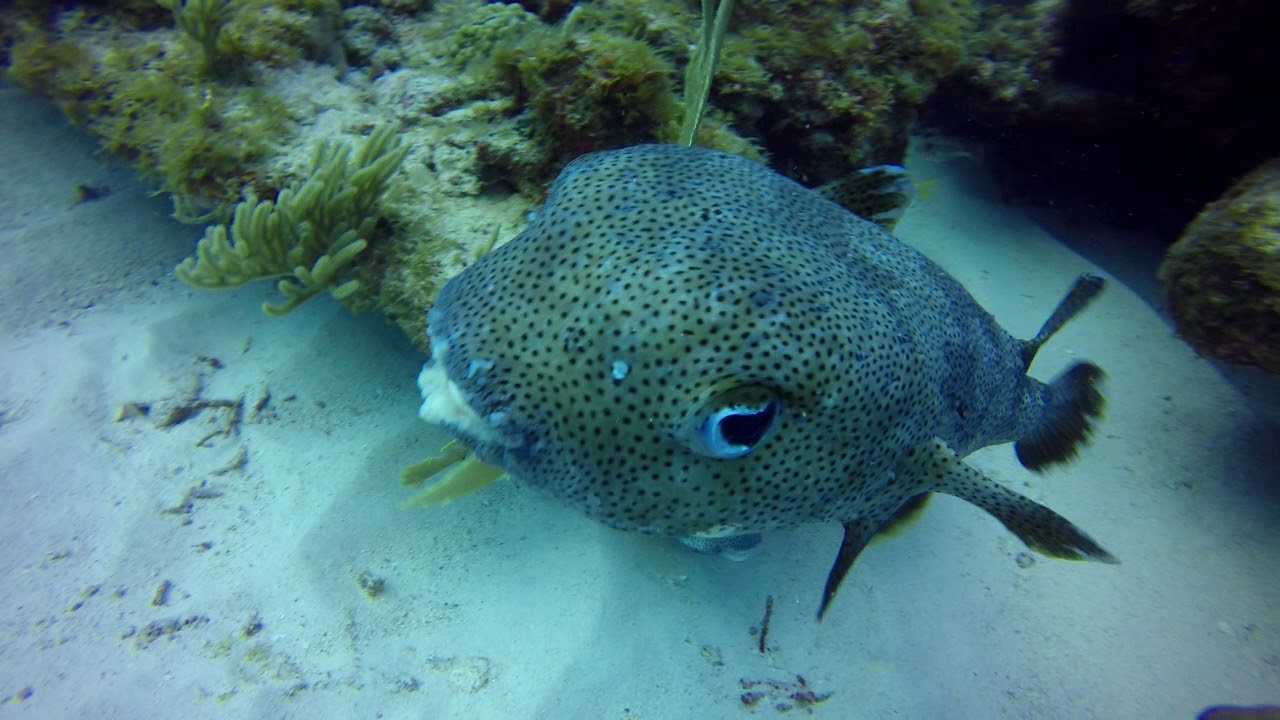 Antigua Diving March 2019