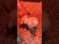 Baby silkies running around