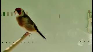 AK GERDAN SAKA KUŞU ÖTÜMÜ ( RASİM UTAŞA AİT KUŞ MAŞALLAH )