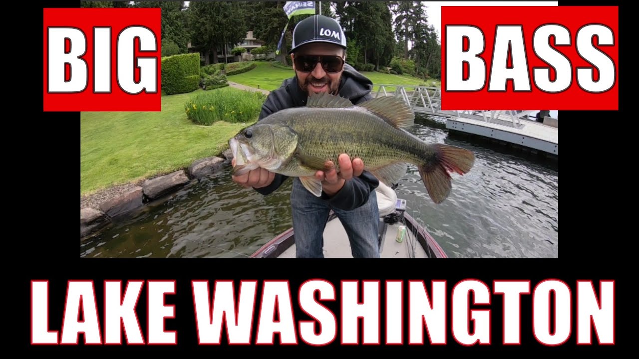 Lake Washington bass fishing Bass Manager The Best Bass Fishing