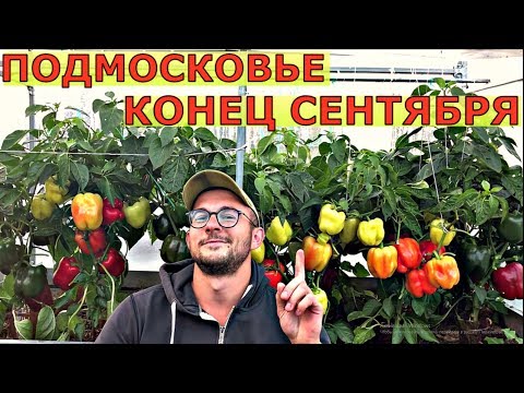 Обзор огорода. Теплицы и открытый грунт. Конец сентября