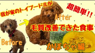 【犬飯】被毛の毛艶にはかぼちゃが最適！！