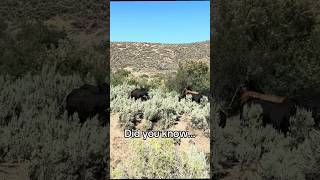 Why do ranchers move cattle from pasture to pasture?