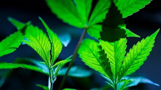 New lawsuit opposes marijuana wholesale tax
