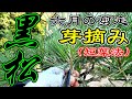 〜黒松の剪定〜6月になったら黒松をスッキリさせましょう。