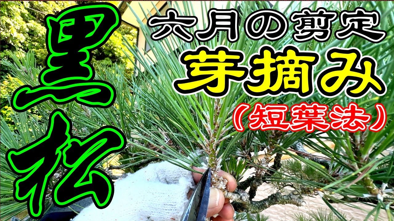 〜黒松の剪定〜6月になったら黒松をスッキリさせましょう。