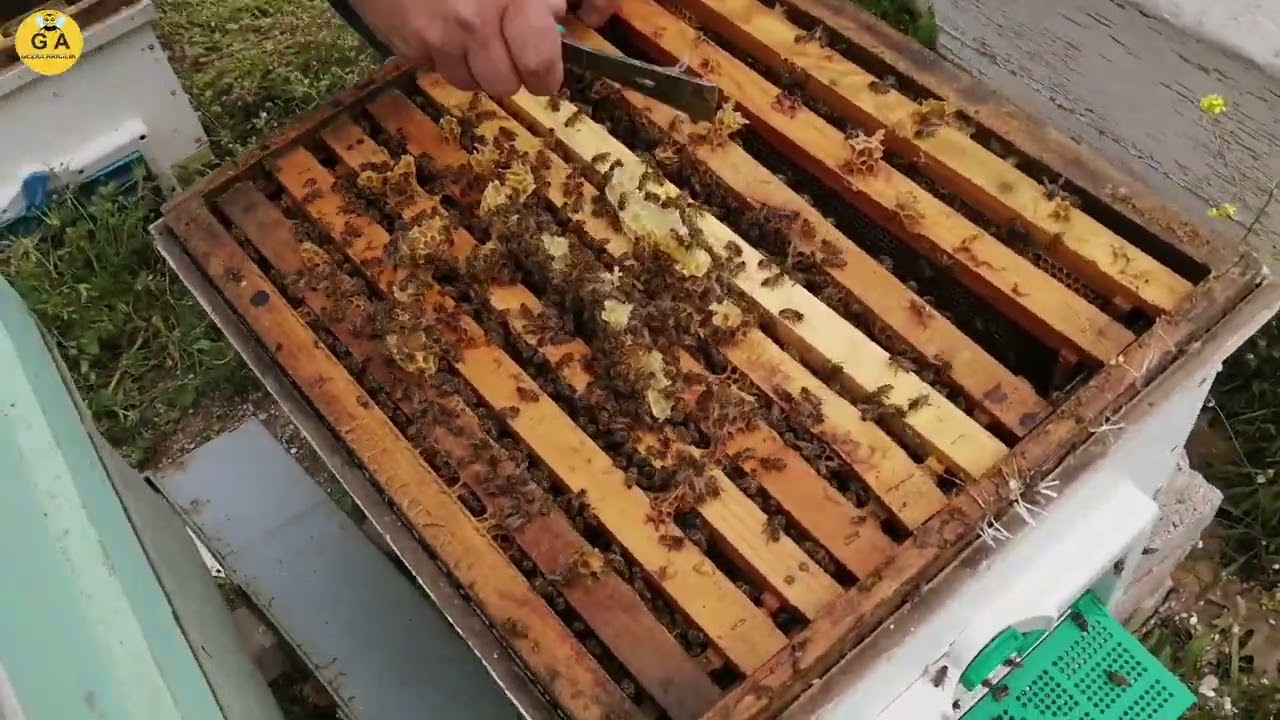 Bölme yaparken  =13 gün metodu = Beekeeping. arıcılık.