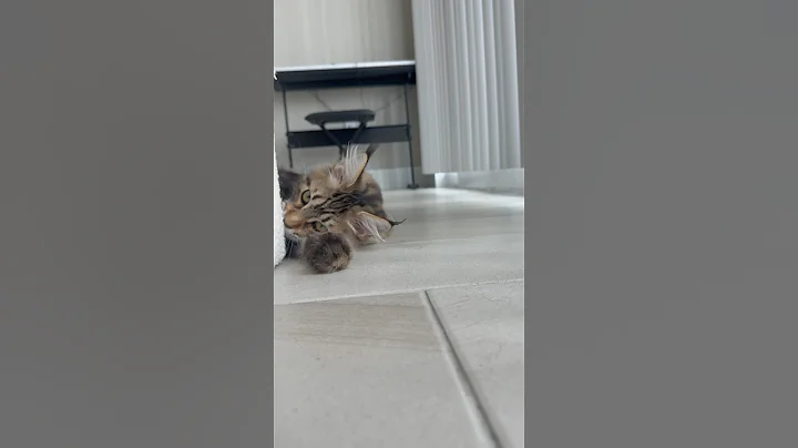 Watch the video about Little Devil in da house #mainecoon #kitten #kitty #pets #catvideos #devil