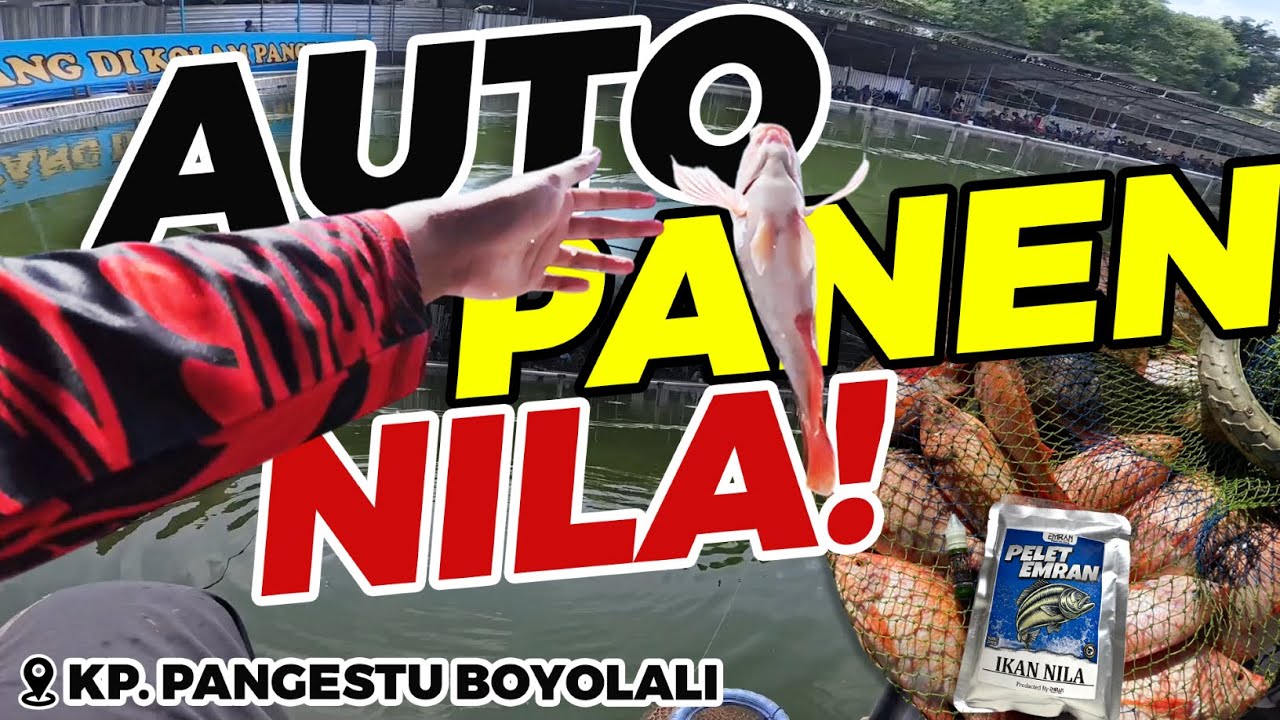 MANCING IKAN NILA KOLAM PAKE INI AUTO PANEN DI KOLAM PANGESTU BOYOLALI