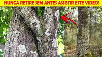 Como identificar um fungo na planta?