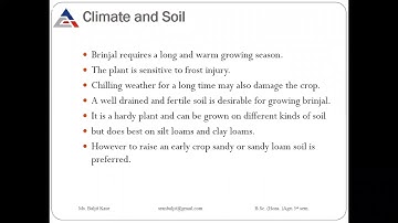 Production technology of brinjal