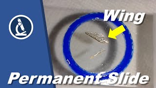 How to make Permanent Mount of An Insect Wing ||Practical @Cssreview10M