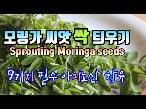 모링가 씨앗으로 싹틔우기/생명의 나무 모링가/Sprouting Moringa seeds/기적의 나무/혈당 고혈압에 좋은 모링가 효능