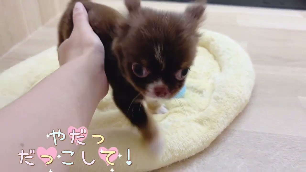 チワワ】小さくっても元気いっぱい！2ヶ月で人馴れバッチリのチワワ