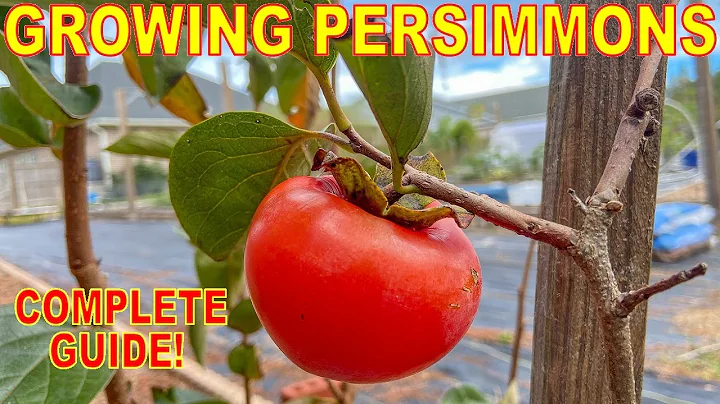 En komplett guide till att odla persimmonträd