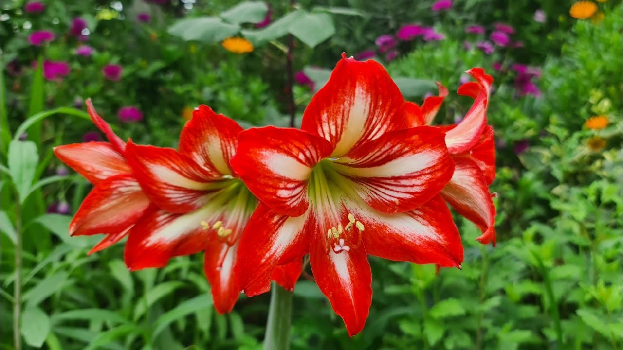 Çogu Kimsenin Zambak Dedigi, Amarallys, Güzel Hatun Çiçekleri (Hippeastrum), Süvari Yıldızı