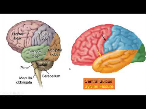 Video Giải phẫu CT sọ - youtube