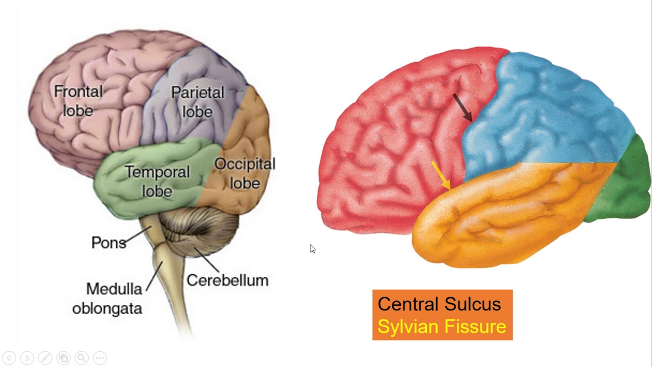 Giải Phẫu Ct Sọ