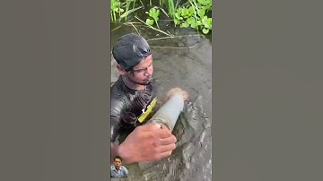 Cách làm bẫy cá đơn giản mà hiệu quả #fishing #fish #fishingtips #catfish #tilapia #automobile