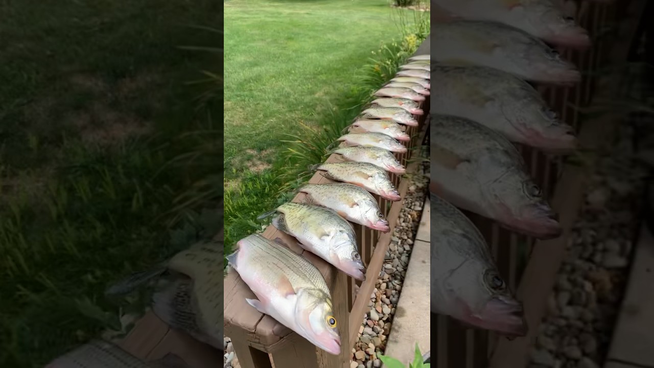 Fish Cleaning Time 🤟👀🤙 