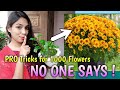 PRO Tricks and Tips to Get More Chrysanthemum Flowers // Chrysanthemum Plant Care // Plantalogy