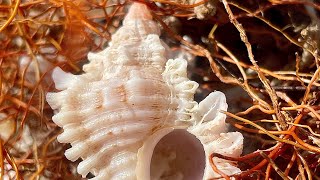 Most Intricate Florida Shells - Murexes of the Ten Thousand Islands