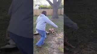 Catahoula Leopard Dog training.  Respect, verbal and leash control.