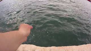 ψάρεμα με ζωντανή ζαργάνα & sircle έκατσε η φάση & ο θύτης έγινε στην περίπτωση το θήραμα ωραίος!