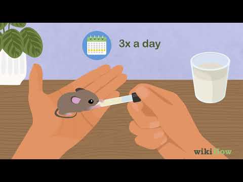 Videó: Hogyan kell gondoskodni a baba egerekről