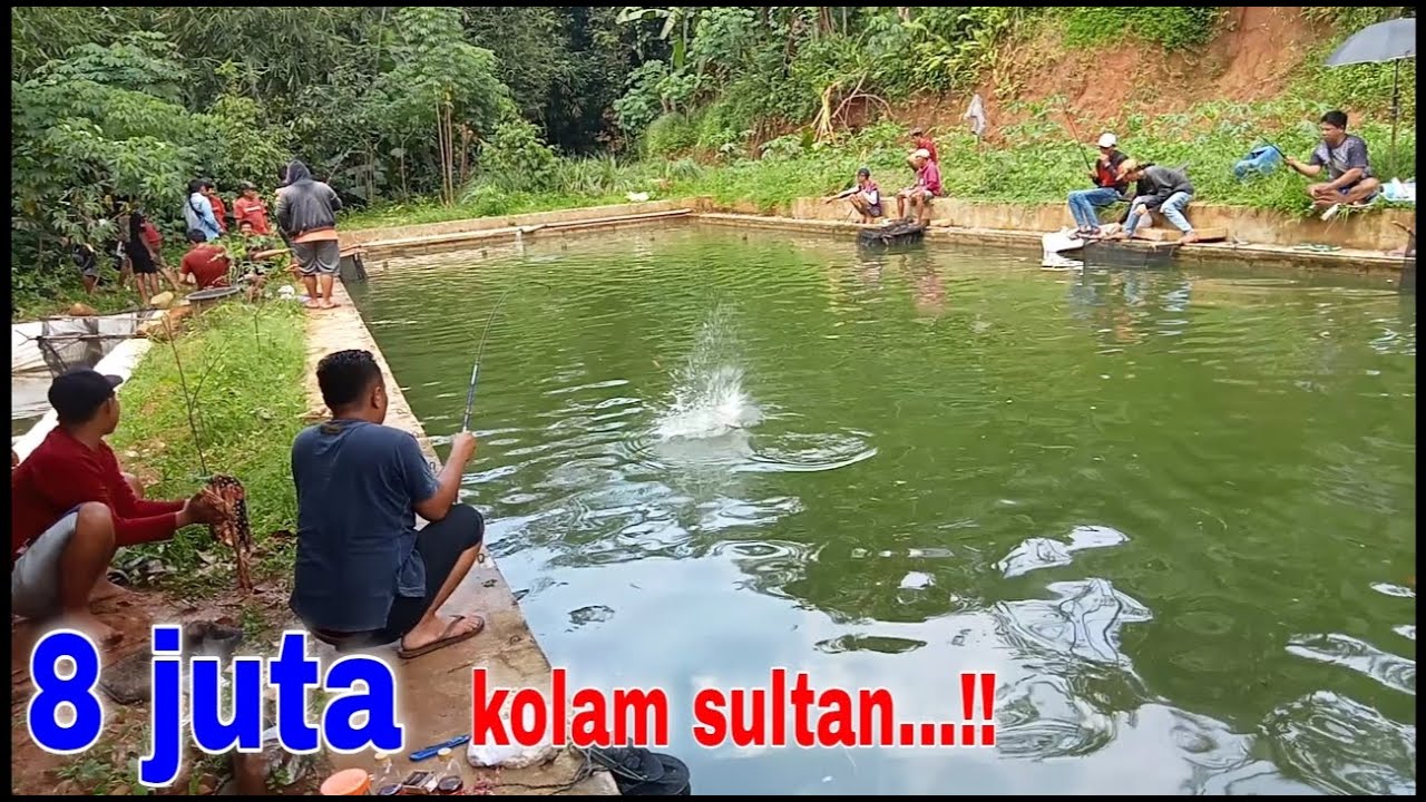 Ya ampun...keteteran semua‼️narik bawal di kolam sultan