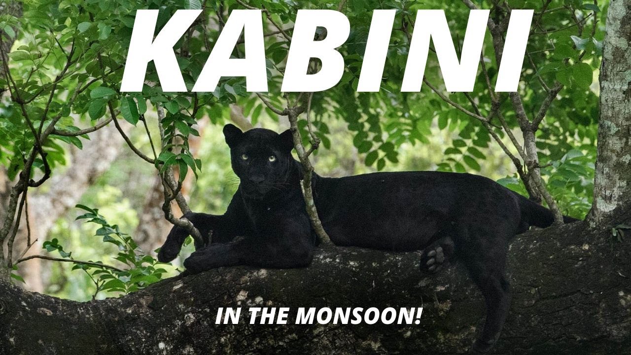 why-is-kabini-a-great-place-to-visit-in-the-monsoon-youtube