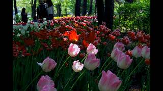 Orchester Anthony Ventura  Speak Softly Love  Somewhere Over The Rainbow