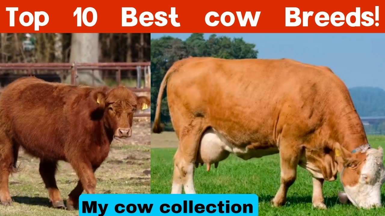 Top 10 Best cow Breeds 2023 | My cow's collection | Cow videos | Animals video
