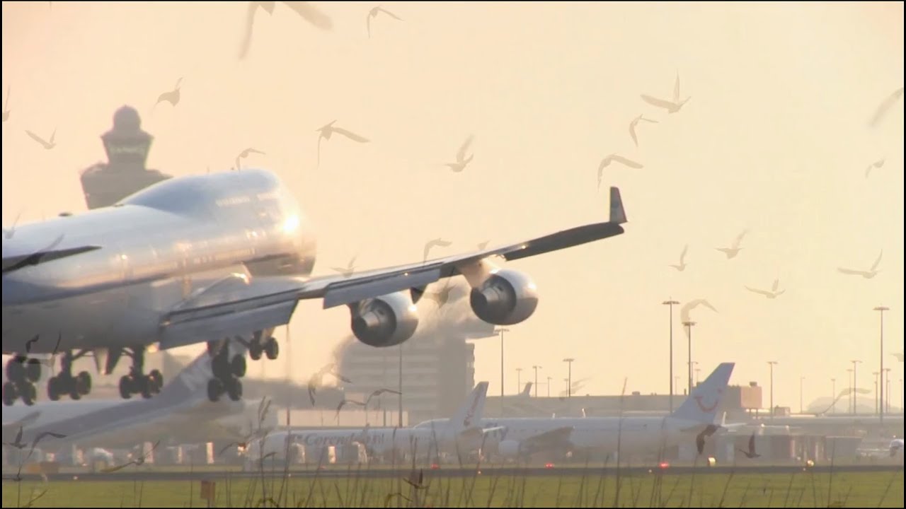 The Drone Bird Company - Corporate