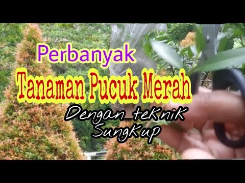 Video: Apa Itu Pokok Red Buckeye - Panduan Penjagaan Pokok Buckeye Merah