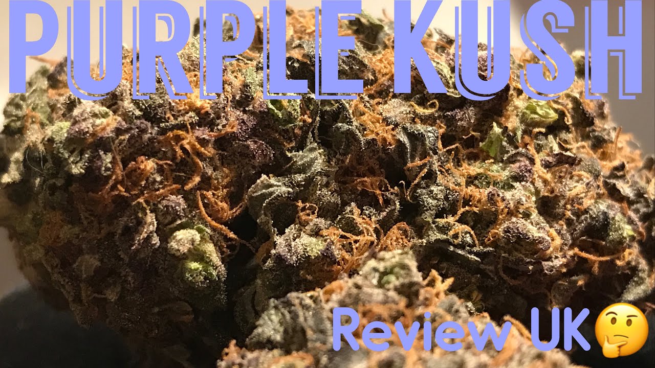PURPLE KUSH STRAIN REVIEW UK.