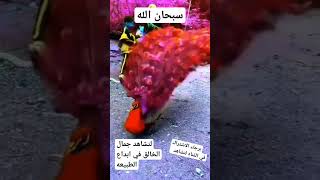 سبحان الله العظيم اجمل ما يكن من جمال الطبيعه