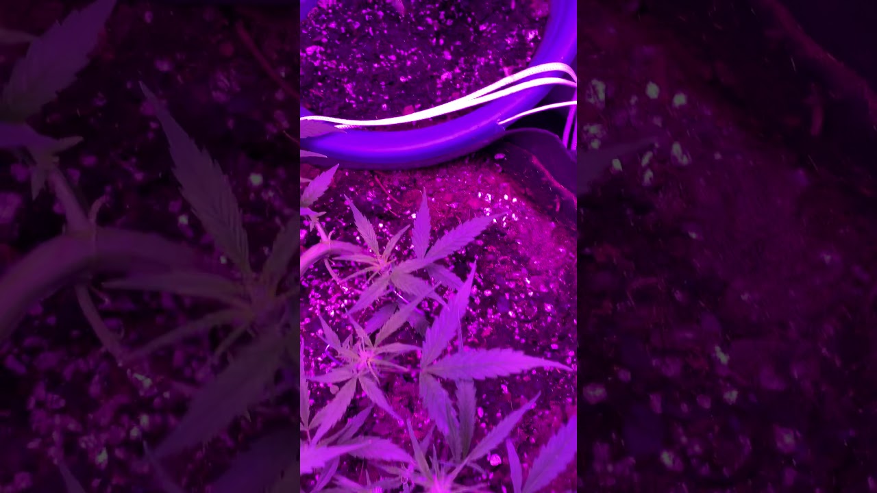 First time growing Ak47 autoflower beginner