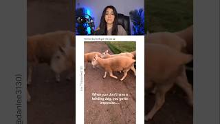 HE DOESN'T HAVE A HERDING DOG SO.. 😭