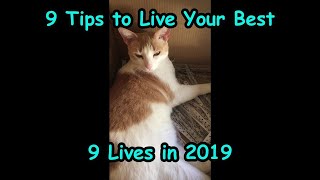9 Tips To Live Your Best 9 Cat Lives In 2019