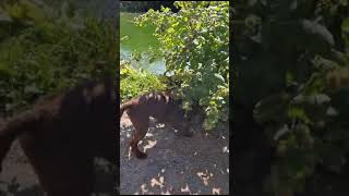 Rat Walked Past Like It Was Normal Rollo The Patterdale Terrier Dealt With The Matter