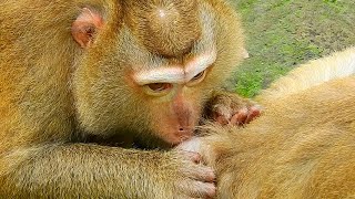 Really love action of Bonita monkey was grooming and cleaning skin for young female by true love